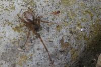 Zygiella x-notata
