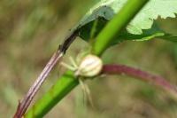 Runcinia grammica