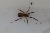 Episinus truncatus