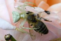 Thomisus onustus