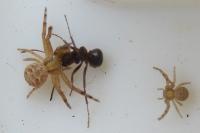 Xysticus