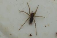 Agelena