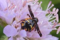 Synema globosum