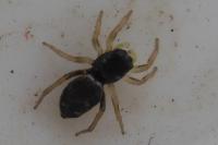 Heliophanus cupreus