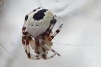 Araneus marmoreus