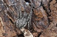 Nuctenea umbratica