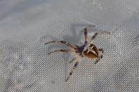 Agalenatea redii