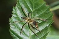 Dolomedes
