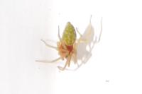 Nigma walckenaeri