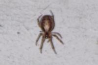 Zygiella x-notata