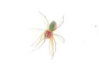 Nigma walckenaeri