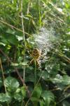 Argiope bruennichi