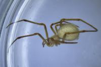 Enoplognatha latimana