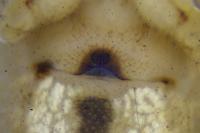 Enoplognatha latimana