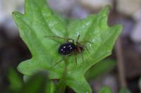 Oedothorax apicatus