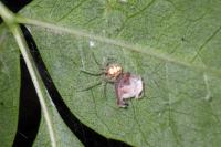 Theridion varians