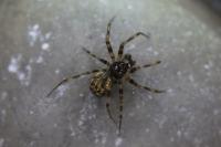 Lepthyphantes minutus