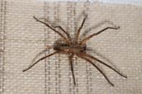 Zoropsis spinimana