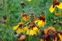 Argiope bruennichi