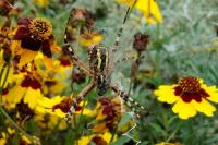 Argiope bruennichi