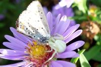 Misumena vatia