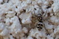 Salticus scenicus
