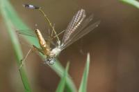 Tetragnatha