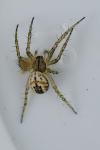 Mangora acalypha
