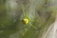 Ebrechtella tricuspidata