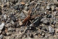 Pisaura mirabilis