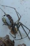 Neriene radiata