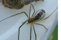 Neriene radiata