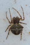 Gibbaranea bituberculata