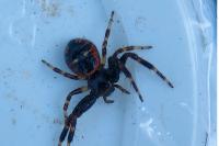 Synema globosum