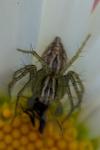 Oxyopes lineatus