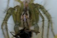 Oxyopes lineatus