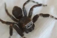 Evarcha arcuata