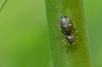 Heliophanus cupreus