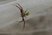 Ebrechtella tricuspidata