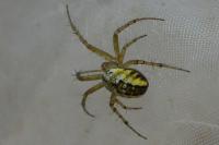 Mangora acalypha