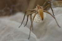 Pisaura mirabilis