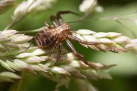Xysticus