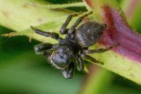 Evarcha arcuata