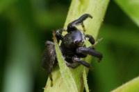 Evarcha arcuata