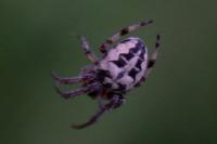 Larinioides cornutus