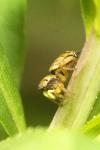Heliophanus tribulosus