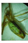 Tetragnatha extensa