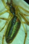 Tetragnatha extensa