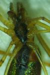 Tetragnatha extensa