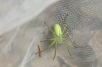 Micrommata ligurina